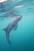 Pygmy killer whale (Feresa attenuata)