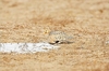 Pallas' sandgrouse (Syrrhaptes paradoxus)