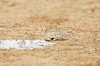 Pallas' sandgrouse (Syrrhaptes paradoxus)