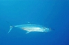 Wahoo (Acanthocybium solandri)