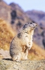 Alpine marmot (Marmota marmota)