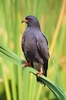 Snail kite (Rostrhamus sociabilis)