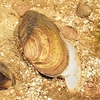 Swan mussel (Anodonta cygnea)