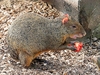 Azara's agouti (Dasyprocta azarae)