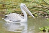 Pink-backed pelican (Pelecanus rufescens)