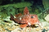 Tub gurnard (Chelidonichthys lucerna)