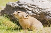 Black-lipped pika (Ochotona curzoniae)