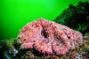 Hubbs' octopus (Octopus hubbsorum)