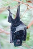 Black flying fox (Pteropus alecto)