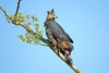 Crowned hawk-eagle (Stephanoaetus coronatus)