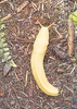 Pacific banana slug (Ariolimax columbianus)