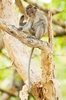 Crab-eating macaque (Macaca fascicularis)