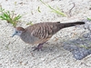 Zebra dove (Geopelia striata)