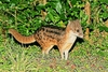 Malagasy civet (Fossa fossana)