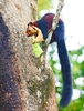 Indian giant squirrel (Ratufa indica)