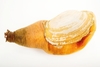 Pacific geoduck (Panopea generosa)