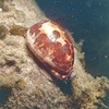 Map cowrie (Leporicypraea mappa)
