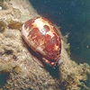 Map cowrie (Leporicypraea mappa)