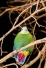 Black-naped fruit dove (Ptilinopus melanospilus)