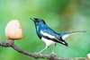 Oriental magpie-robin (Copsychus saularis)