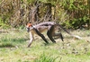 Collared mangabey (Cercocebus torquatus)