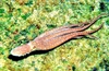 White-spotted octopus (Callistoctopus macropus)