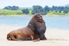 New Zealand sea lion (Phocarctos hookeri)