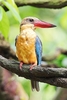 Stork-billed kingfisher (Pelargopsis capensis)