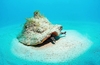 Queen conch (Aliger gigas)