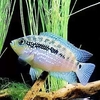 Jack Dempsey cichlid (Rocio octofasciata)