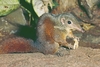 Large tree shrew (Tupaia tana)