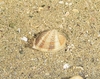 Japanese littleneck clam (Venerupis philippinarum)