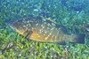 Dusky grouper (Epinephelus marginatus)