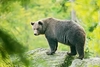 Brown bear (Ursus arctos)