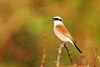 Red-backed shrike (Lanius collurio)