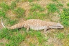 Savanna monitor (Varanus exanthematicus)