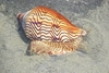 Wavy volute (Amoria undulata)