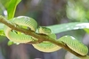 Bornean keeled pit viper (Tropidolaemus subannulatus)