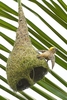 Baya weaver (Ploceus philippinus)