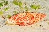 Papal mitre (Mitra papalis)