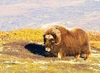 Musk ox