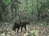 Short-eared dog (Atelocynus microtis)