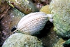 Warty venus clam (Venus verrucosa)