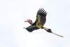 Helmeted hornbill (Rhinoplax vigil)