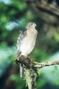 Shikra (Accipiter badius)