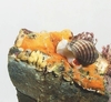 Dog whelk (Nucella lapillus)