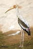 Painted stork (Mycteria leucocephala)