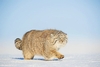 Pallas' cat