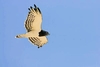 Black-chested snake eagle (Circaetus pectoralis)