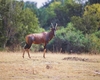 Topi (Damaliscus lunatus)